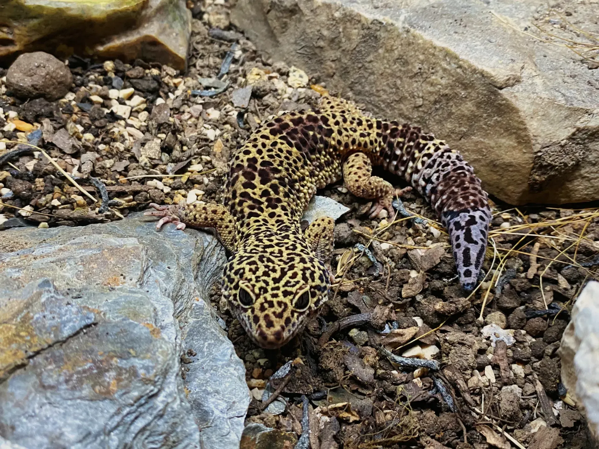 Imagem do Gecko Leopardo
